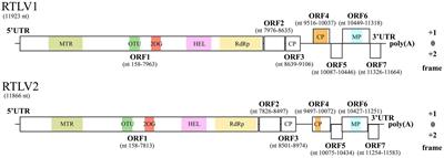 Identification and characterization of two closely related virga-like viruses latently infecting rubber trees (Hevea brasiliensis)